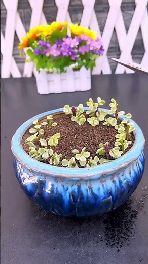How to Propagate Succulents for Beginners | Fast & Easy Way!