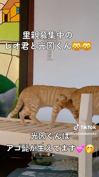里親募集中のニャンズ レオ君と光圀くん😸😸💗 アゴ髭が生えてる方が光圀くん レオ君は怖がりで甘えん坊で優しい子💗 1歳10ヶ月、兄弟です。 滋賀県大津市です。よろしくお願いいたします🙇‍♀️ #里親募集中 #地域猫 #保護猫 #茶トラ #滋賀県