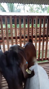 Come on, quickly | Vieri Jbs