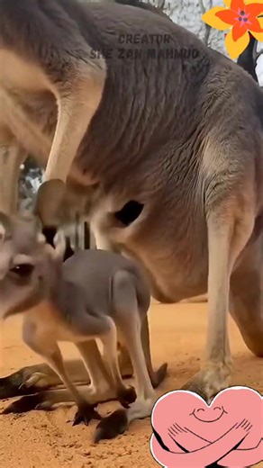 Baby kangaroo_s first steps _wildlife _animals | Badgerland Birding | Facebook