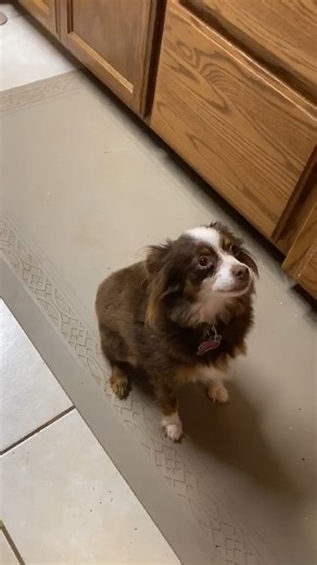 Aussies bring out the best in us, encouraging play, laughter, and a sense of wonder at the world around us. #Aussies #AustralianShepherd #AustralianShepherdPuppies #AustralianShepherdBlueEyes #BlueEyeAussies #BlueEyeAussiesRanch #AussiesRanch | Blue Eyed Aussies Ranch