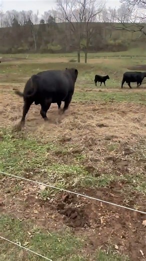 102K views · 492 reactions | Our Angus bulls love their job and take it seriously#bull #animals #ranchlife #Arkansas #rufusthebull #countrylife #farmtok #funnyanimals | The Bull Lover | Facebook