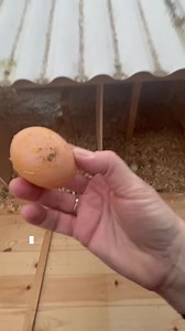 431K views · 3.3K reactions | Update on my Chickie Girl… this was...