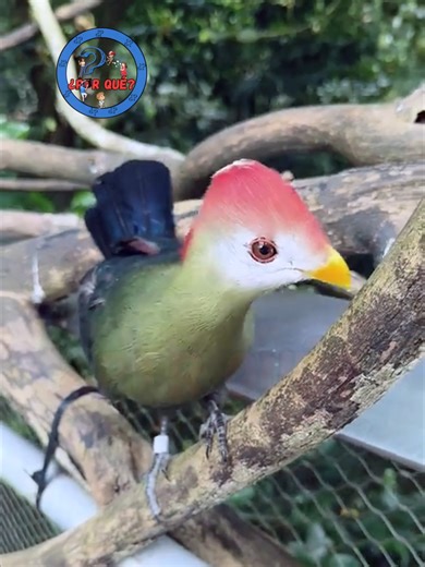 ¿Por qué es azul sin trucos de luz? 🔵🪶 En este caso, el color no depende de reflejos ni estructuras microscópicas. El turaco azul obtiene su tono de un pigmento real y único, la turacoverdina, que contiene cobre y está incorporado directamente en las plumas. Por eso el azul no cambia con el ángulo de la luz: es química pura convertida en color. Porque si lo piensas, todo tiene un porqué. ✨ #aves #biologia #adaptaciones #naturaleza #curiosidades #porque001