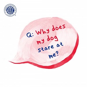 Dogs do weird things all the time. Learn the reasons behind all of their quirky behaviors. | American Kennel Club