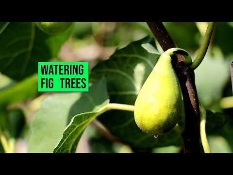 Fig Trees: "Do Fig Trees Need A Lot of Water?"