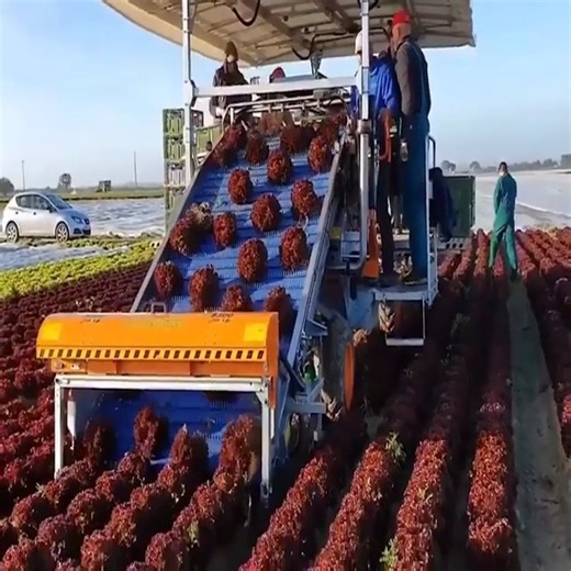 20K views · 198 reactions | How Is The Farming Process Of The People Join: Farm Beats | Amazing Machine | Facebook