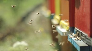 Apiary, Beekeeping, Bees