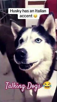 Talking Dogs Compilation 🐶💬 | The Funniest Bark Conversations Ever!