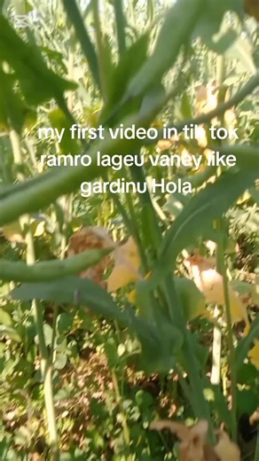 ID Exchange seylar (@idseller635)’s videos with original sound - ID Exchange seylar