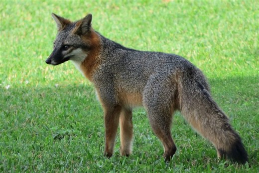 How should Colorado manage its bobcats, coyotes and foxes and other furbearers?