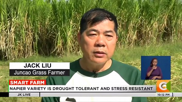 49K views · 703 reactions | Smart Farm: Dairy farmers in Nakuru trying out new Napier grass species. Juncao grass takes 3 months to grow to maturity. Juncao grass technology originates from China. Napier variety is drought tolerant and stress resistant #JKLive Jeff Koinange | Citizen TV Kenya | Facebook