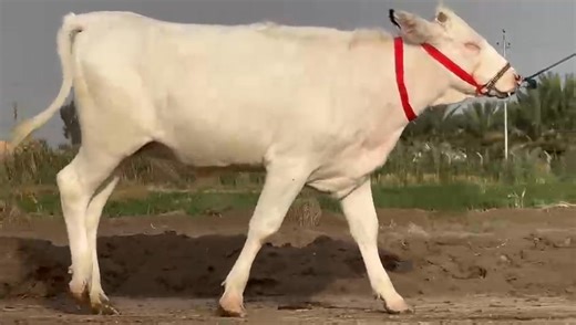 39K views · 161 reactions | ماشاء الله تبارك الرحمن #بجر هولشتاين رقم واحد صاحبت شطر ماعون خير من الله مكان . سماوه رميثه 07823496145 بيها واتساب توصيل حسب الاتفاق شراي يتصل سوق المواشي في العراق | سوق المواشي في العراق | Facebook