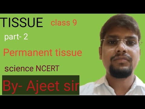 Tissue class 9 NCERT science permanent tissue