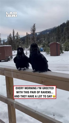 Dubstep Ravens 😅 (🎥: ViralHog) | Raven Talking