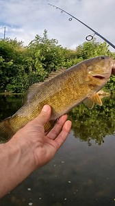 10K views · 188 reactions | The Hot Shot Minnow on a Drop Shot is Smallmouth candy. Pick them up at ABitFishy Bait & Tackle. | ABitFishy | Facebook