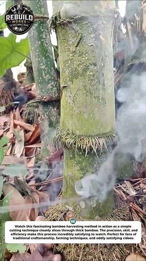 Amazing Bamboo Cutting Technique