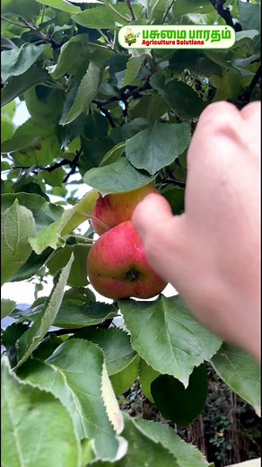 698K views · 9.7K reactions |  வெயில் அடிக்கிற நம்ம ஊர்ல ஆப்பிள் விளையுமா!? | HRMN99 APPLE | HOT CLIMATE APPLE| Pasumai Bharatham Agriculture Solutions #hotclimateapple #apple #HRMN99 #fruitfarming #pasumaibharatham #agriculture #farming | Pasumai Bharatham Agriculture Solutions | Facebook