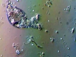Rotifer Feeding.