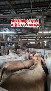 Have you ever wondered about the process of sorting cattle from the sorting pen to the sale ring at Cattlemen's Livestock Auction Market? Here's how it works. We sort calves when they are uniform in weight, quality, frame, and condition, and when we believe they will market stronger in group lots. Uniform steer calves and heifer calves typically bring more buyer competition in the sale ring because order buyers are filling specific weight and quality demands. Our goal is simple. Maximize value f