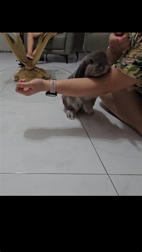 . "Pepper, jump jump" 🤭 . I learnt this trick in under 1 week ❤️ . #PepperBun #Jump #❤️ #new #trick #🤭 #hardwork #ToGetMyTreats #bondingtime #playtime #simplejoys #playful #adorable #cute #bunny #rabbit #MidWeekFun #bunnylover #petstagram #petsofinstagram #bunnystagram #bunnyworldwide #lopbunny #hollandlop #happybunny #rabbitlife🐰 | pepper.snowie.buns