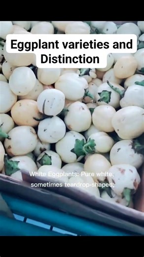 Eggplant Varieties and Distinctions Globe (American): Characterized by its large, teardrop shape and purple hue, this variety is versatile and suitable for frying, grilling, or baking, with cultivars such as 'Black Beauty'. Italian/Sicilian: Notably smaller than globe eggplants, these sweeter varieties possess tender flesh, rendering them ideal for eggplant Parmesan and grilling, with 'Rosa Bianca' being a notable cultivar. Asian (Chinese/Japanese): Distinguished by their long, slender shape and