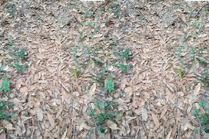 नजर के सामने ही बैठा है अजगर मगर ढूंढना किसी के बस का नहीं, जीनियस तक सिर खुजाते रह गए