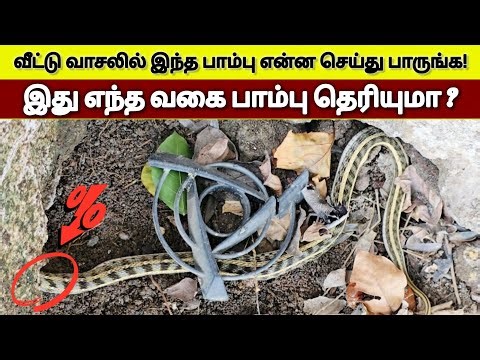 This snake has been doing something at the door for a long time! The family was shocked to see this