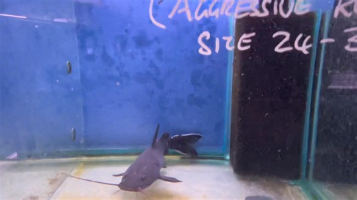 Black Devil Catfish/Crystal Eyed Catfish-Hemibagrus wyckii A truly incredible Catfish species, one that is well worthy of an aquarium all by itself, and despite possible seeing them mixed with fish on social media, take it from us, a solitary life suits them best. If you're looking for a large Catfish to live in harmony as part of a collection then choose a different species. Tel 01773 861255 for more information. | Wharf Aquatics