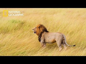 Nsefu Pride Lion King’s - Lion Pride Documentary | National Geographic Documentary 2023