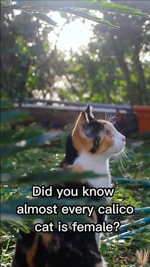 Almost every Calico Cat is Female