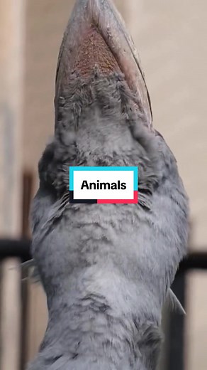 Dodo Bird 2.0: The Shoebill Stork and Its Intriguing Behavior