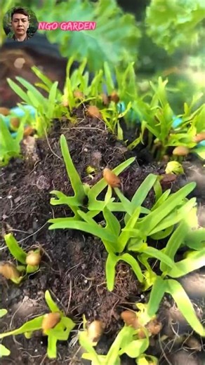 Growing Morning Glory in a Basket: So Simple! #ngogarden #gardening #garden