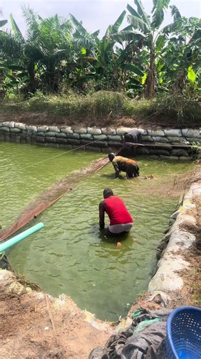 Cl fishboy🎏 (@fishboy15)’s videos with original sound - Cl fishboy🎏