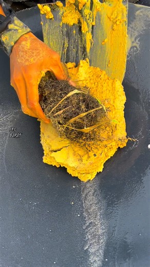 Proses Finding Natural Gold in the Wild ✨ #asmr #gold #discovery #asmr satisfying #goldprospecting