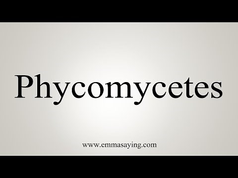 How To Say Phycomycetes