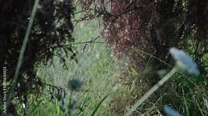 An automatic lawn sprinkler sprays and irrigates your yard or park. Smart gardening and agricultural facility. Jet Spray System