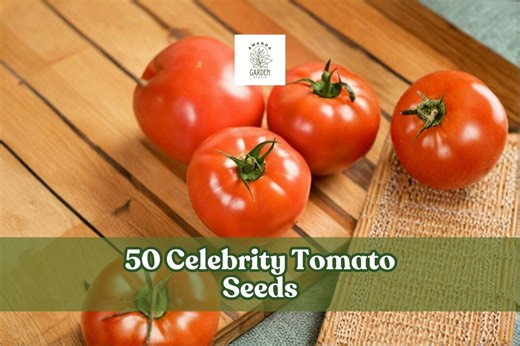 50 Celebrity Tomato Seeds for Planting - Etsy