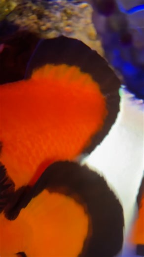 52K views · 2.5K reactions | nemo and emos eggs! #nemoandemo #clownfish #clownfisheggs | Amy Spencer | Facebook