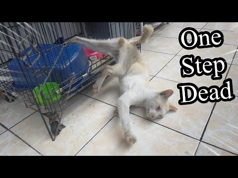 A Cat Struggling Between Life And Death Due To Brain Damage