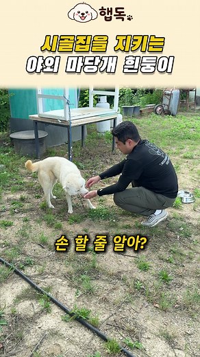 시골집 마당 지키는 진돗개 흰둥이 돌봄과 쉼터 개선