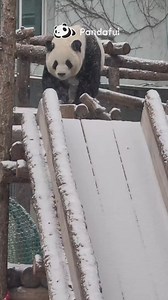 Snowflakes falling, panda rolling, happiness sliding. ❄🐼🛝This is how pandas celebrate winter.Wheeeeee all the way down! #panda #Cute #snowday | Pandaful