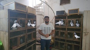 35K views · 887 reactions | How do i pair up my pigeons ? #kabootar #pigeon #chsakhi | Ch Sakhi Muhammad Bhatti | Facebook