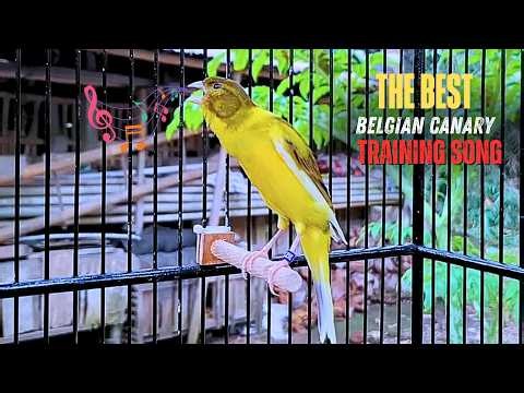 Spanish Timbrado Canary Singing: The Ultimate Training Song for Champions