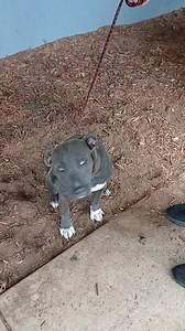 29K views · 1.3K reactions | Lola is the sweetest young girl. 8m old. She needs out of here!!! She has to go through a 501c3 rescue. Come talk to us about how to adopt! She sits on command. Treat motivated. Let's get this precious life saved!!! 319 Davidson Drive | City of Hot Springs Animal Services | Facebook