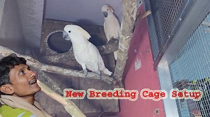 Cockatoos Breeding Cage Setup Making With Perfect Breeding Box. | Parrot Dipankar