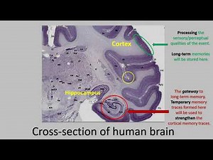 The role of the hippocampus in encoding, storage, consolidation and retrieval of a memory