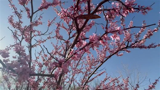 44K views · 1.2K reactions | There is nothing like the Oklahoma Redbud during spring | Reed Timmer Extreme Meteorologist | Facebook