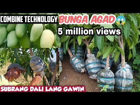 MANGO ROOTS ATTACHING, HARVEST cut & PLANTING, THE COMBINED TECHNOLOGY BY GHA AGRI TV+TUTORIAL &TIPS