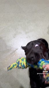 What reputation?? 🤷🤣 #besttime #sillypup #toomuchfun | Dogcity Daycare